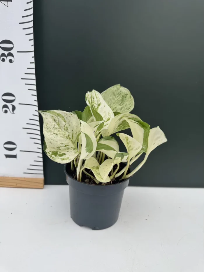 "Πόθος" Epipremnum Pinnatum Marble Variegata - Image 2