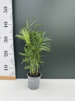 Chamaedorea elegans - Image 2