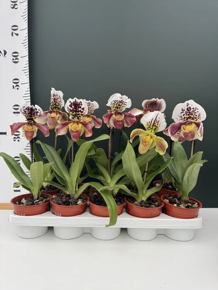 Ορχιδέα Paphiopedilum Americano 1+1 Δώρο - Image 2