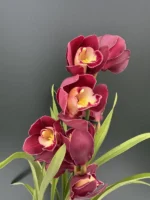Cymbidium - Red Passion