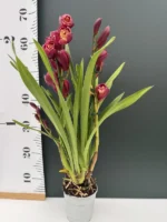 Cymbidium - Red Passion - Image 2
