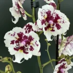 Phalaenopsis - Untold Stories Peloric