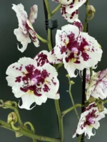 Phalaenopsis - Untold Stories Peloric
