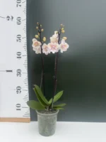 Phalaenopsis - 'Popcorn' Peloric - Image 2