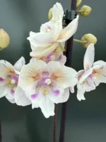 Phalaenopsis - 'Popcorn' Peloric