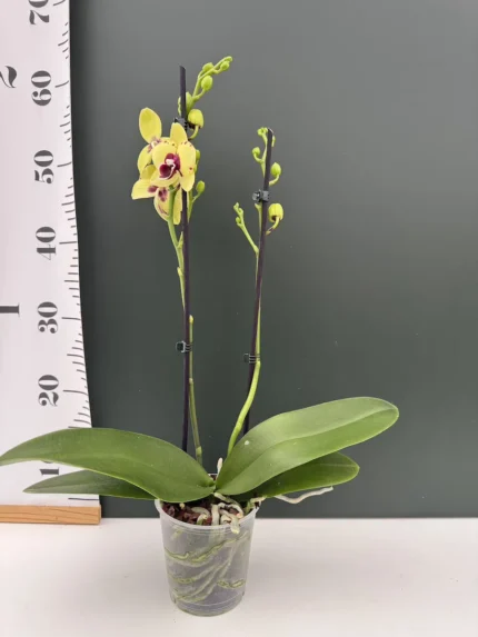 Phal.Talking Drum &bull; Ελληνικές Ορχιδέες &bull; Μοναδικές ορχιδέες με στυλ και αρώματα!