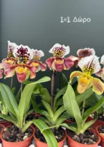 Ορχιδέα Paphiopedilum Americano 1+1 Δώρο