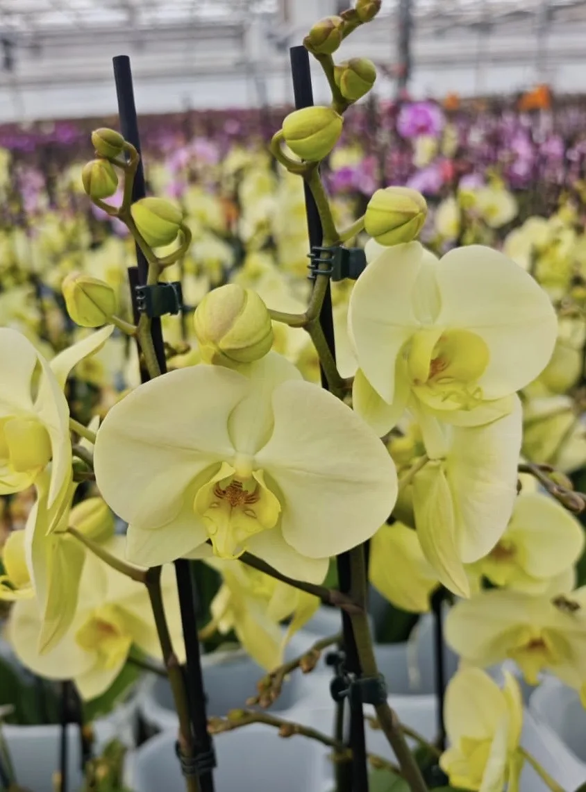 Phalaenopsis Star Green Beauty