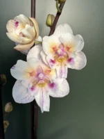 Phalaenopsis - 'Popcorn' Peloric