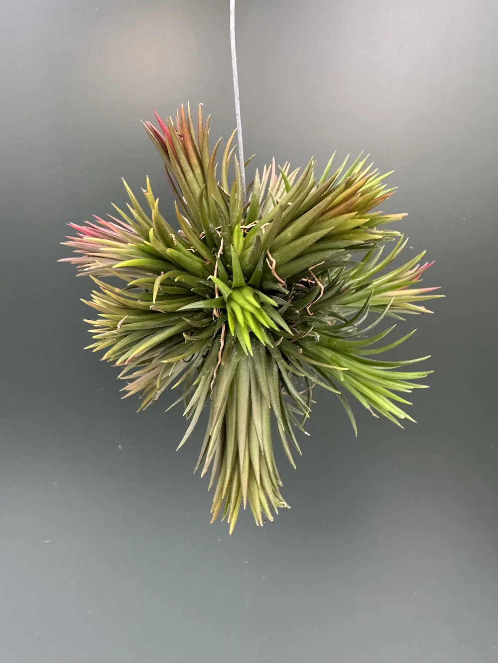 IMG_4551 Airplants Tillandsia Ionantha Red Clumb XL - Image 1