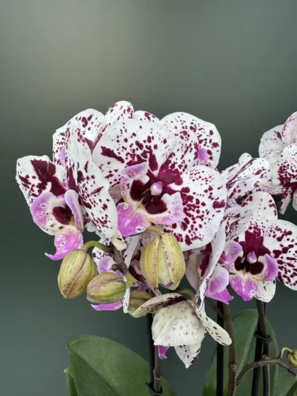 IMG 4638 &bull; Ελληνικές Ορχιδέες &bull; Μοναδικές ορχιδέες με στυλ και αρώματα!