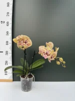 Phalaenopsis - Peach Big Lip - Image 2