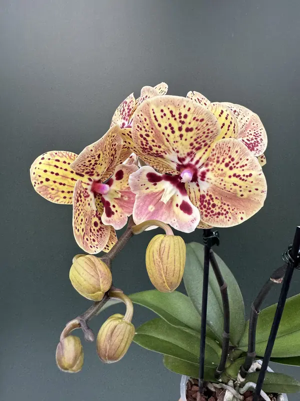 IMG_4644 Phalaenopsis - Peach Big Lip - Image 1