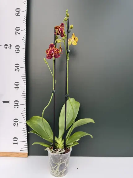 IMG 4646 &bull; Ελληνικές Ορχιδέες &bull; Μοναδικές ορχιδέες με στυλ και αρώματα!