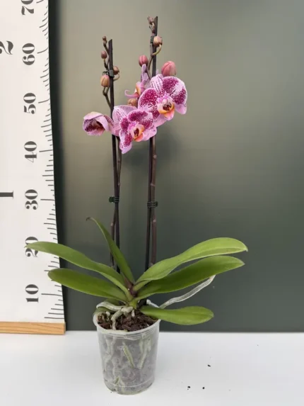IMG 4650 &bull; Ελληνικές Ορχιδέες &bull; Μοναδικές ορχιδέες με στυλ και αρώματα!
