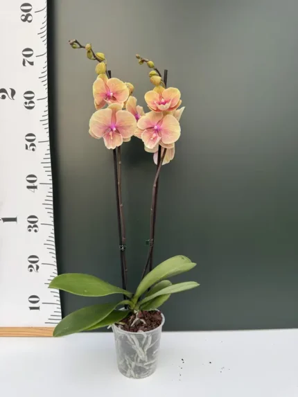 IMG 4652 &bull; Ελληνικές Ορχιδέες &bull; Μοναδικές ορχιδέες με στυλ και αρώματα!