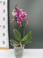 Phalaenopsis - Super Star - Image 2