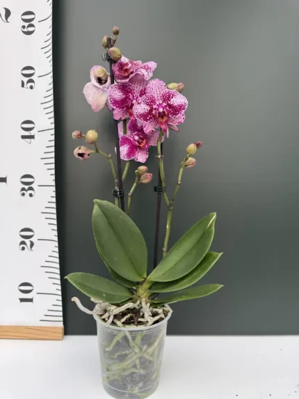 IMG 4654 &bull; Ελληνικές Ορχιδέες &bull; Μοναδικές ορχιδέες με στυλ και αρώματα!