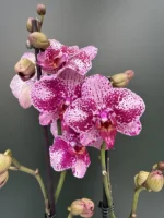 Phalaenopsis - Super Star