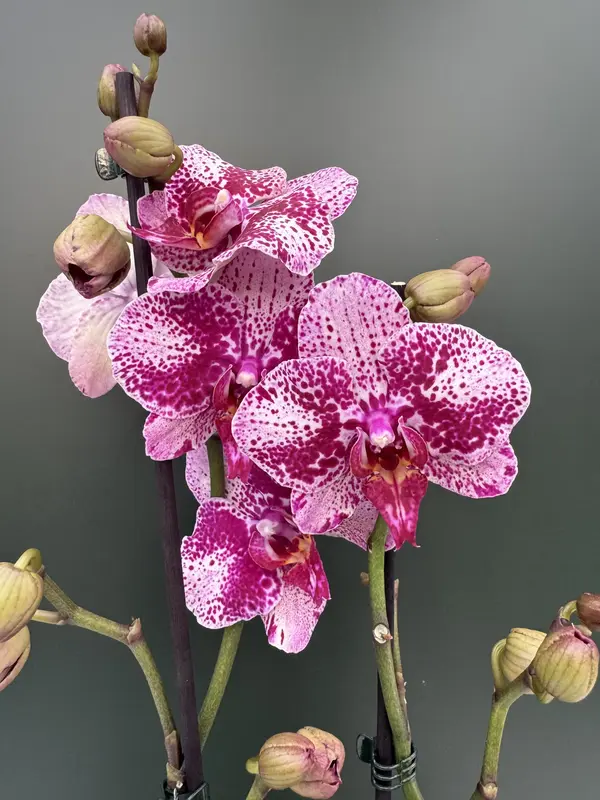 IMG_4655 Phalaenopsis - Super Star - Image 1