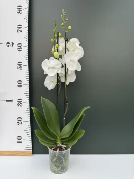 IMG 4657 &bull; Ελληνικές Ορχιδέες &bull; Μοναδικές ορχιδέες με στυλ και αρώματα!