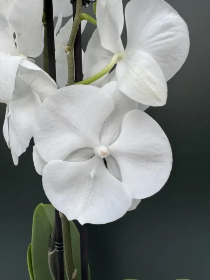 IMG 4658 &bull; Ελληνικές Ορχιδέες &bull; Μοναδικές ορχιδέες με στυλ και αρώματα!