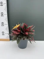 Peperomia - Strawii Κόκκινη - Image 2