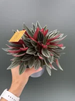 Peperomia - Strawii Κόκκινη