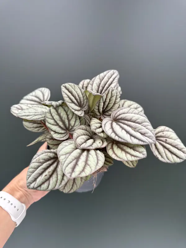IMG_4668 Peperomia - Strawii Mystique - Image 1