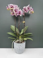 Κασπώ με σχέδιο - Γκρι - Image 2