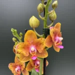 Phalaenopsis - Little Gold Peloric