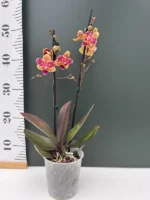 Phalaenopsis - Sogo Yellowtris Peloric - Image 2