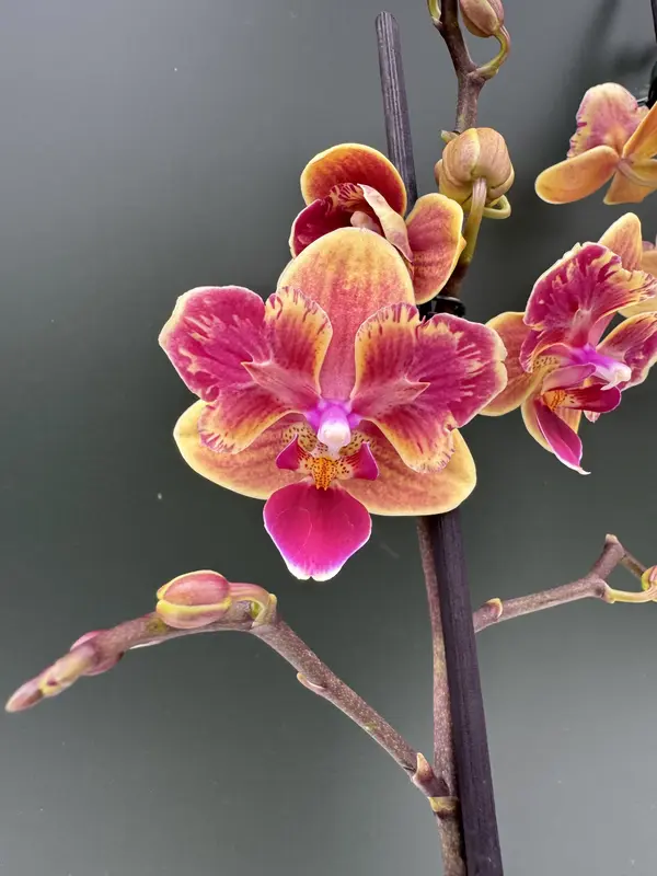 Phalaenopsis – Sogo Yellowtris Peloric
