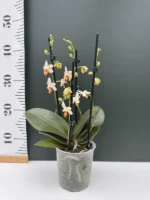 Phalaenopsis - Mini Mark 'Sunsplash' - Image 2