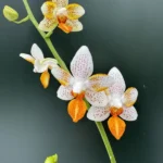Phalaenopsis - Mini Mark 'Sunsplash'