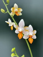 Phalaenopsis - Mini Mark 'Sunsplash'