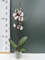 Phalaenopsis - Reyoung Panda - Image 2