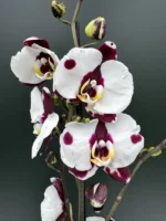 Phalaenopsis - Reyoung Panda