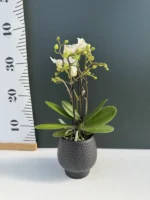 Phalaenopsis Mini White + Αυτοποτιζόμενό Κασπώ - Image 2