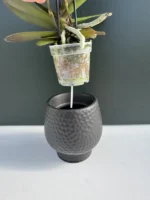 Phalaenopsis Mini White + Αυτοποτιζόμενό Κασπώ - Image 3