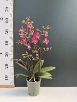 Phalaenopsis - Floral - Image 2
