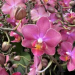 Phalaenopsis - Floral