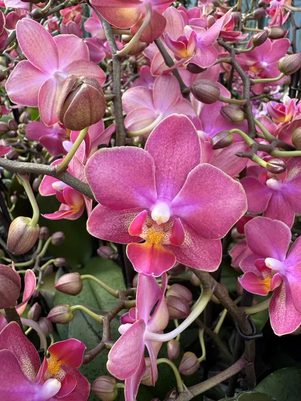 Phalaenopsis – Floral