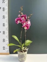 Phalaenopsis - 'Magic Bang' - Image 2