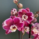 Phalaenopsis - 'Magic Bang'