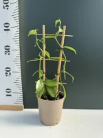 Orchid - Vanilla Planifolia - Image 2