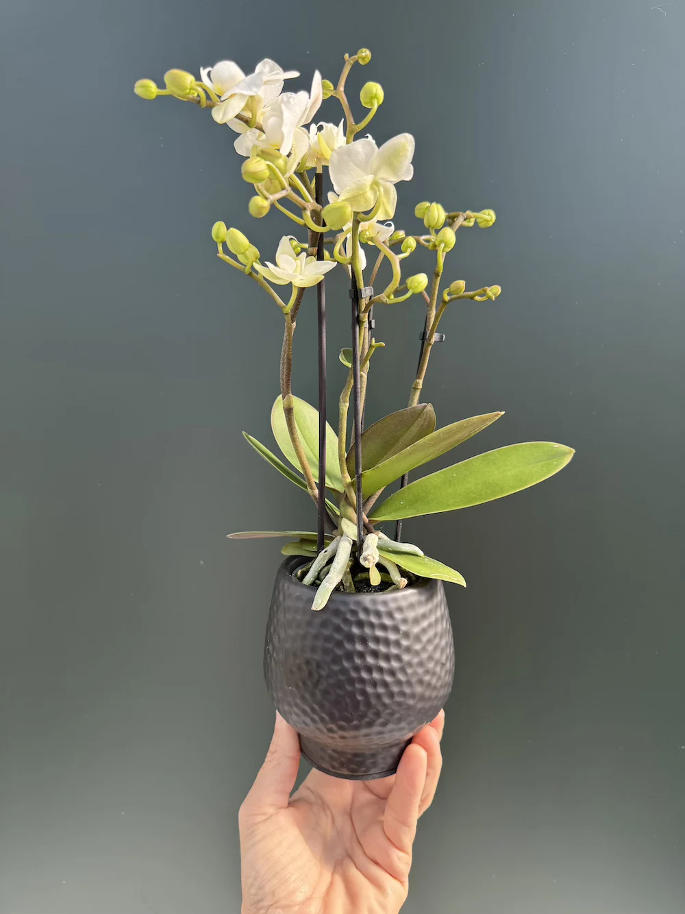 Phalaenopsis Mini White + Αυτοποτιζόμενό Κασπώ