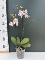 Phalaenopsis Lily Big Lip - Image 2