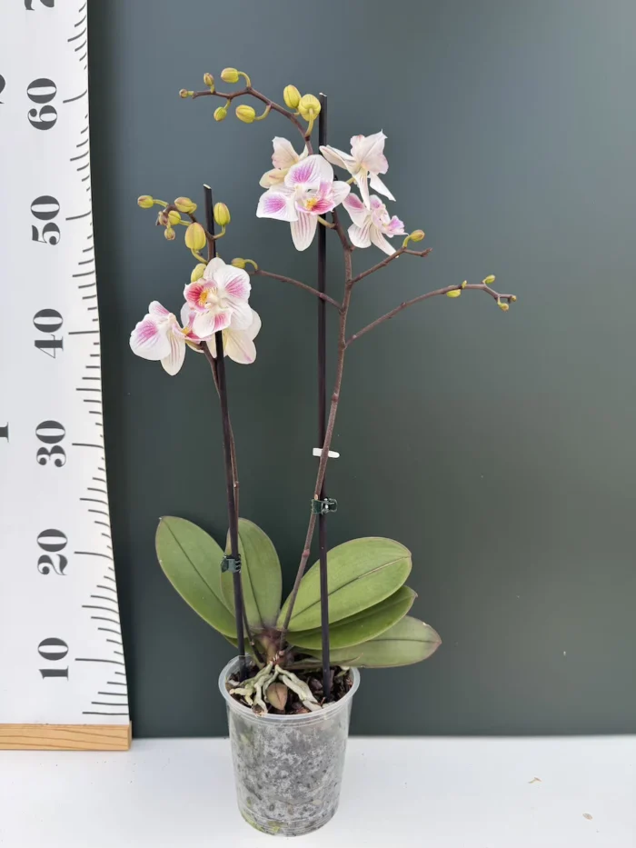 Phalaenopsis Lily Big Lip - Image 2