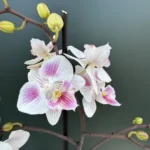 Phalaenopsis Lily Big Lip